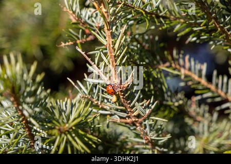 Close-up view of a small red and black spotted ladybug clinging to a vibrant evergreen branch, highlighting the intricate details of insect life and t Stock Photo