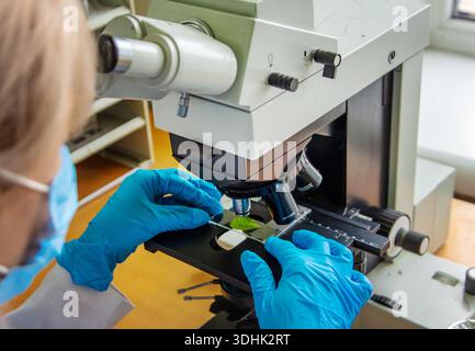 Examine in the laboratory under a microscope. Selective focus. Stock Photo