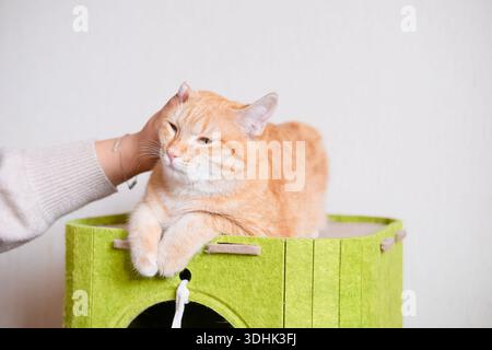 Female hand stroking ginger cat licking house. Stock Photo