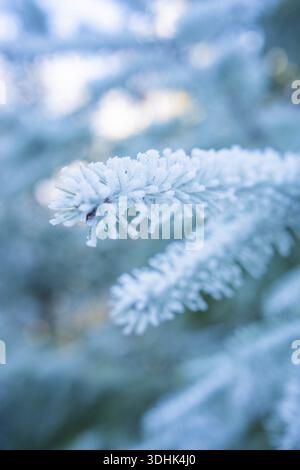Close-up of a frosty pine branch in winter, Black Forest, Germany Stock Photo