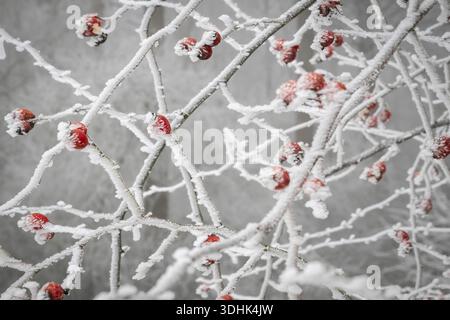 Rose hips on snow-covered branches, winter, Blaubeuren, Swabian Jura, Baden-Wuerttemberg, Germany Stock Photo