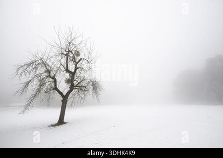 A single fruit tree stands alone in a foggy, snowy winter landscape, Blaubeuren, Swabian Jura, Baden-Wuerttemberg, Germany Stock Photo