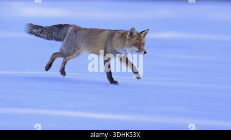 Red fox (Vulpes vulpes), jumping on a meadow covered with snow, Swabian Alb biosphere reserve, Baden-Wuerttemberg, Germany Stock Photo