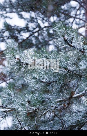 Dense evergreen branches under fresh snow. Thick evergreen branches covered with fresh snow, creating a rich winter background with natural depth and Stock Photo