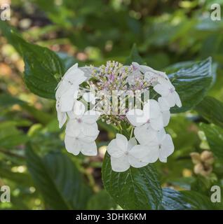 Plate hydrangea (Hydrangea macrophylla 'Lanarth White'), Gut Zichtau, Germany Stock Photo