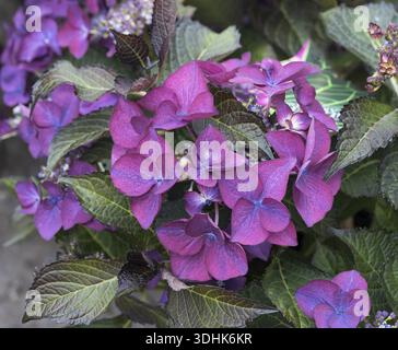 (Hydrangea macrophylla DARK ANGEL - purple), Spaeth Nursery, Germany Stock Photo