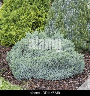 Blue dwarf juniper (Juniperus squamata 'Blue Star'), Viewing Garden University of Applied Sciences W, Germany Stock Photo