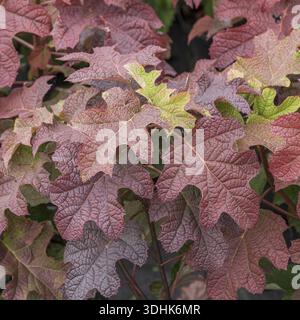 Oakleaf hydrangea (Hydrangea quercifolia 'Ruby Slippers'), BS Saemann, Germany Stock Photo