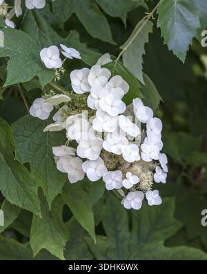 Oak-leaf hydrangea (Hydrangea quercifolia SNOW QUEEN), Mainau Island, Italy Stock Photo