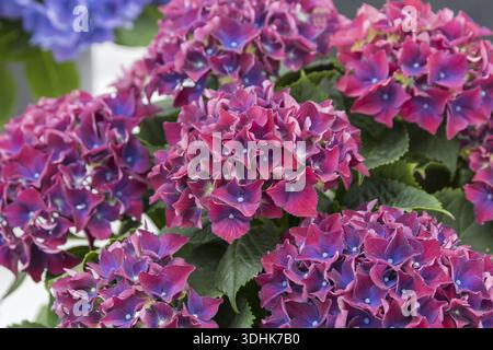 Garden hydrangea (Hydrangea macrophylla ROYAL RED LILA), Plantarium 2016, Netherlands Stock Photo