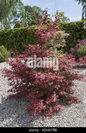 Fan maple (Acer palmatum 'Deshojo'), Pudelek Garden Centre, Poland Stock Photo
