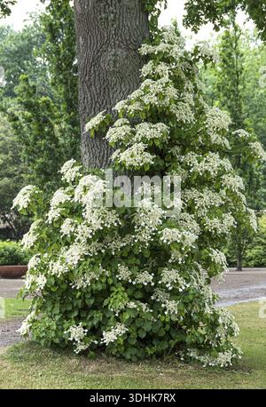 Climbing hydrangea (Hydrangea anomala subsp. petiolaris), Geografisk Ha Botanical Garden, Denmark Stock Photo
