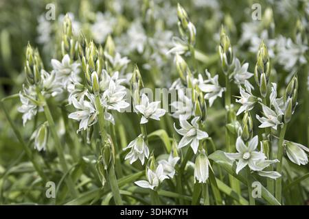 Prairie lily (Camassia leichtlinii 'Alba'), Merkel family, Germany Stock Photo