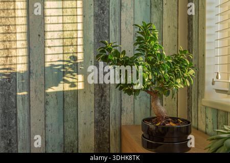 Bonsai tree in warm sunlight near rustic wooden wall, casting dramatic shadows through window blinds. Stock Photo