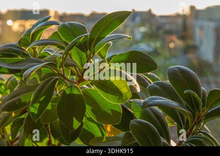 Glossy green leaves lit by sunlight near a window, with blurred cityscape in the background adding depth. Stock Photo