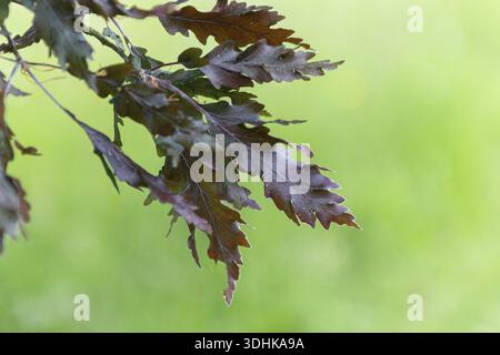 Fagus sylvatica rohanii hi-res stock photography and images - Alamy