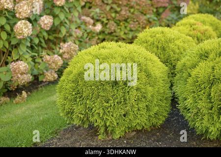 Yellow globe arborvitae (Thuja occidentalis 'Mirjam'), Viewing garden  University of Applied Sciences W, Netherlands Stock Photo - Alamy