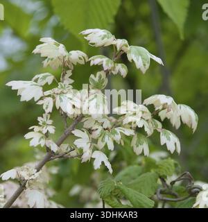 Colourful-leaved field maple (Acer campestre 'Carnival'), Germany Stock Photo