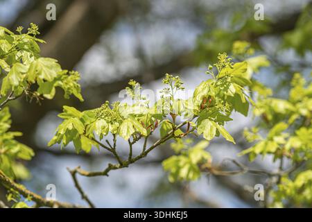Field maple (Acer campestre), Germany Stock Photo