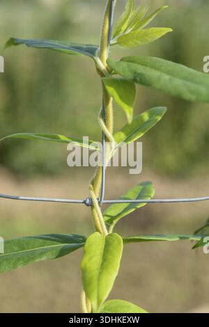 Lonicera acuminata (Lonicera henryi), BS Saemann, Germany Stock Photo