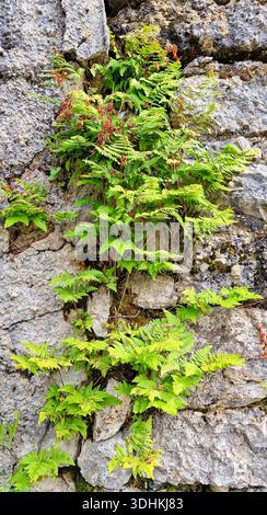 Scenic view of ferns growing on the wall of an old bunker, Sella Predil artillery battery near Lake Predil, northeast Italy Stock Photo