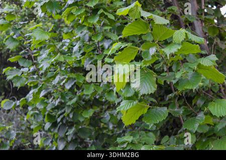 Vibrant colors of young hazelnut leaves. Natural green leaves in the garden. Beautiful green background. Stock Photo
