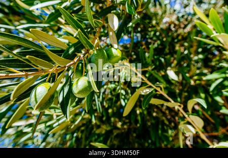 Green olives hanging on an olive branch. Zuheros, Córdoba, Andalucía, Spain, Europe Stock Photo