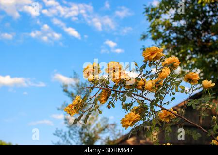 Yellow rosehip bush in bloom on the blue cloudy sky background. Golden yellow roses blooming in the garden. Stock Photo