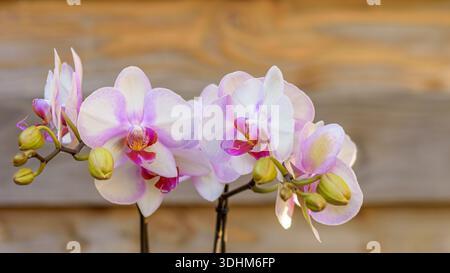 Close up view of a beautiful purple orchid plant Stock Photo