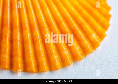 Top view of small natural Mimachlamys sanguinea orange scallop shell isolated on white. Vibrant sea shell with ribbed texture and serrated edges. Mari Stock Photo