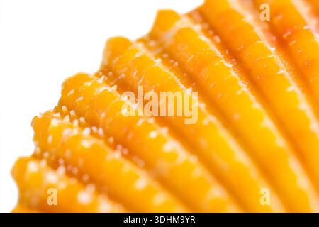 Natural macro of orange Mimachlamys sanguinea scallop shell isolated on white. Vibrant Glorious Scallop with natural ribbed texture and serrated edges Stock Photo
