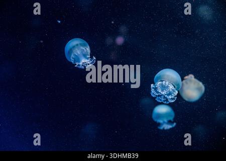 Several glowing blue jellyfish drifting in dark ocean water, captured underwater with soft focus and floating particles, creating a serene, mysterious Stock Photo