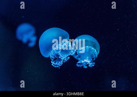 Several glowing blue jellyfish drifting in dark ocean water, captured underwater with soft focus and floating particles, creating a serene, mysterious Stock Photo
