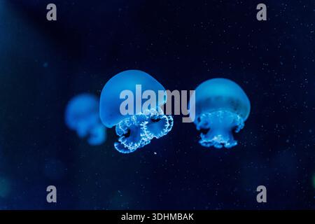 Several glowing blue jellyfish drifting in dark ocean water, captured underwater with soft focus and floating particles, creating a serene, mysterious Stock Photo