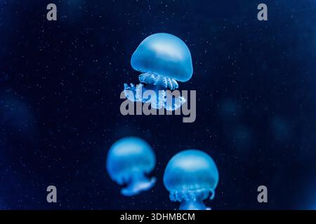 Several glowing blue jellyfish drifting in dark ocean water, captured underwater with soft focus and floating particles, creating a serene, mysterious Stock Photo
