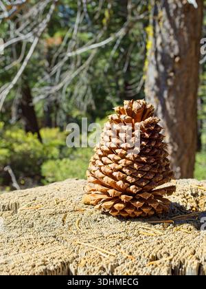 Pinecone standing on tree stump in woodlands Stock Photo