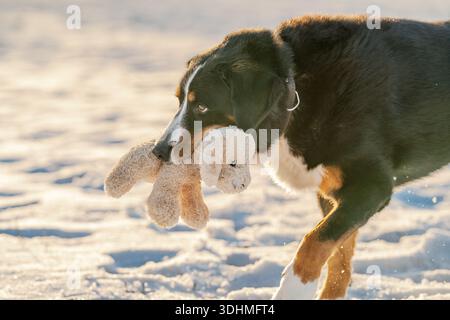 Bernese mountain dog puppy carrying plush toy in snow Stock Photo