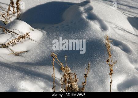 Close-up of wind-shaped snow drifts with sparkling ice crystals and dried winter plants in natural daylight. Stock Photo