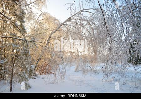 Beautiful winter landscape after an ice storm. Birch trees bent under the weight of ice. Abnormal weather. Stock Photo