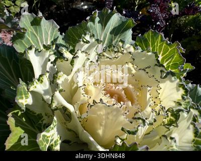 White cabbage ornamental plant in garden Stock Photo