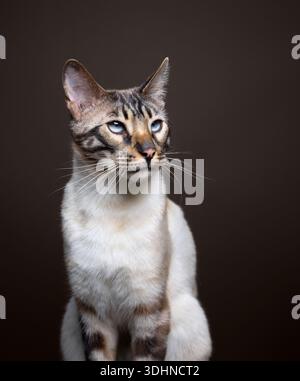 studio portrait of a seal lynx bengal cat on neutral background with brown color Stock Photo