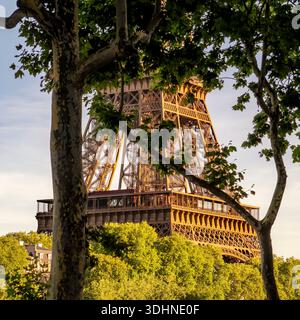 The Eiffel Tower rises through leafy trees in Paris, France, bathed in warm golden-hour light. Framed naturally by foliage. Stock Photo