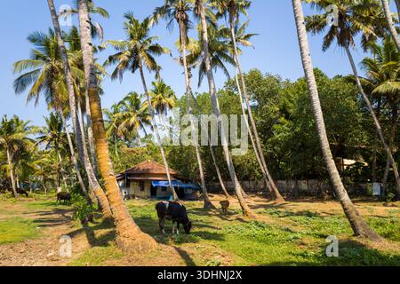 Munroe Island, India - March 5, 2023: Several cows graze in a small grassy clearing surrounded by tall palm trees, with a single-story house and boundary wall visible in the background under a clear blue sky. Stock Photo