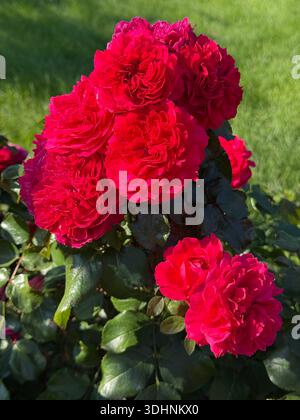 Red roses in the garden. Stock Photo