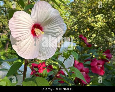 Hibiscus moscheutos swamp rose mallow Stock Photo