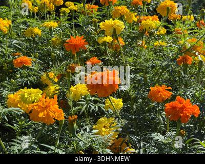 Marigold yellow and orange flowers Stock Photo