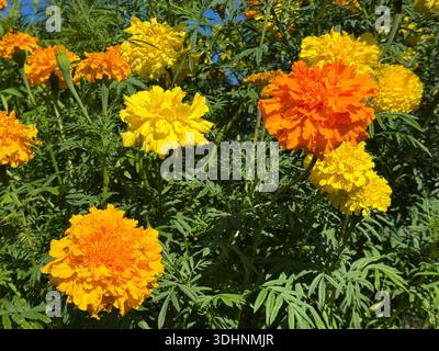 Yellow and orange marigold flowers Stock Photo