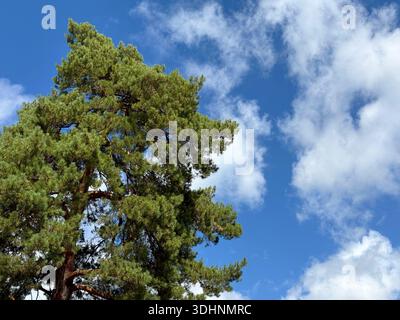 Pine tree Pinus sylvestris against sky Stock Photo