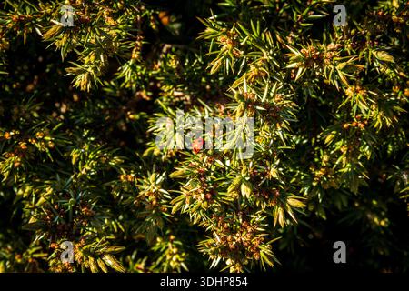 Red ladybug crawling on green prickly juniper branch in sunlight Stock Photo
