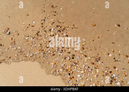 Full frame backdrop seen small colorful clam shells on sandy back Stock Photo